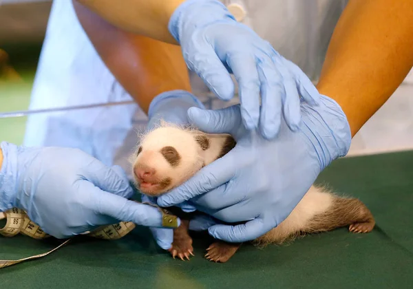 Experts Examine Female Baby Panda Born Giant Panda Ting Ting — 图库照片