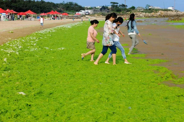 Відвідувачі Ходять Товсті Водорості Beach Resort Циндао City Провінції Шаньдун — стокове фото