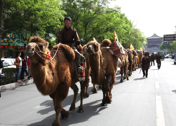 Chinese Thee Handelaren Rijden Lopen Met Hun Kamelen Geladen Met — Stockfoto