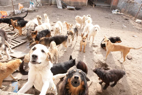 2015年11月17日 中国东北吉林省长春市动物救护中心 前中国百万富翁王燕 救出的狗 — 图库照片