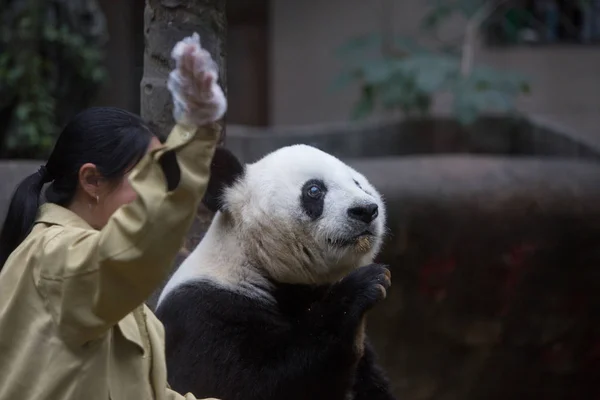 Éves Óriás Panda Basi Hullámok Fuzhou Óriáspanda Research Center Fuzhou — Stock Fotó