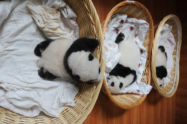 Cachorros Panda Gigantes Representan Cestas Centro Crianza Investigación Panda Gigante — Foto de Stock