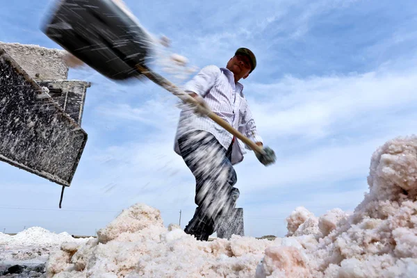 Kinesiska Arbetare Skördar Torkad Salt Yanchi Byn Gaotai Län Gansu — Stockfoto