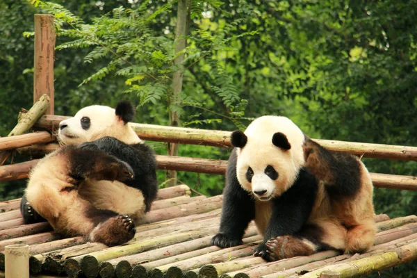 Гигантские Панды Отдыхают Деревянном Стенде Исследовательской Базе Чэнду Гигантской Панды — стоковое фото