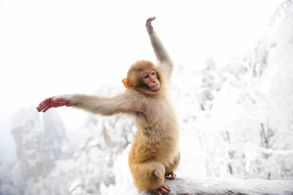 Macaco Estira Mientras Disfruta Nieve Una Barandilla Madera Zhangjiajie National — Foto de Stock