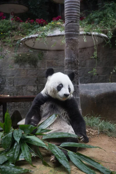 Летняя Гигантская Панда Баси Изображена Исследовательском Центре Гигантских Панд Фучжоу — стоковое фото