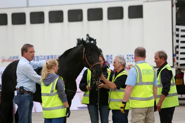 Ένα Άλογο Που Διαγωνιστούν Shanghai Grand Prix Του 2015 Longines — Φωτογραφία Αρχείου