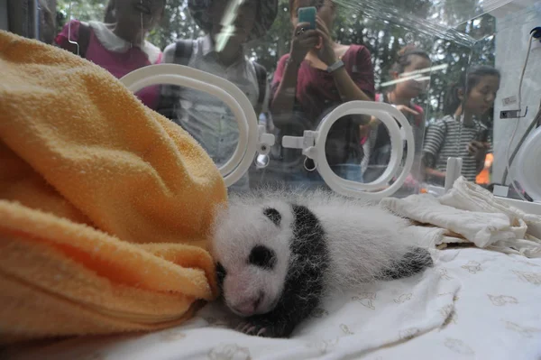 Cachorro Panda Gigante Representa Una Incubadora Centro Crianza Investigación Pandas — Foto de Stock