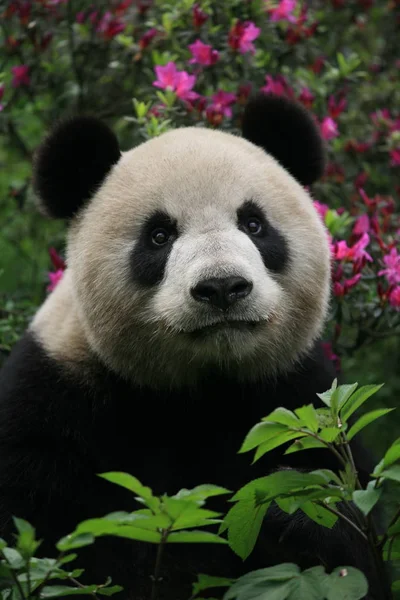 Panda Géant Xinxin Est Photographié Base Recherche Chengdu Sur Reproduction — Photo