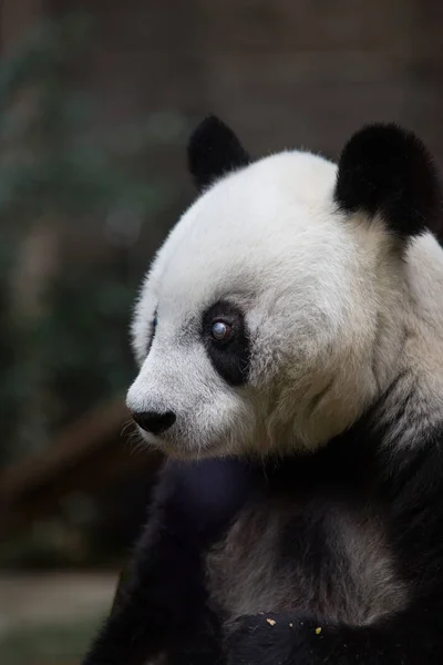 中国福建省福州市福州大熊猫研究中心 5岁的雌性大熊猫巴西波 — 图库照片