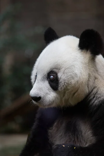 Yıl Eski Kadın Dev Panda Başı Dalgalar Fuzhou Dev Panda — Stok fotoğraf