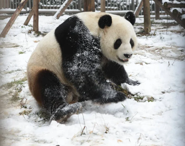 2015年2月1日 大熊猫魏伟在中国中部湖北省宜昌市的一家动物园玩雪 — 图库照片