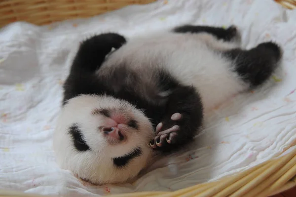 Egy Óriás Panda Kölyök Képen Egy Kosár Bifengxia Óriás Panda — Stock Fotó