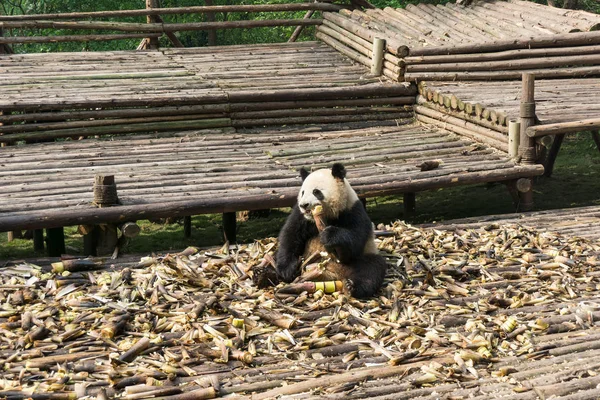 Panda Gigante Come Brotos Bambu Base Pesquisa Chengdu Criação Panda — Fotografia de Stock