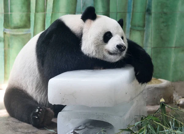Panda Gigante Fica Blocos Gelo Para Refrescar Jardim Zoológico Wuhan — Fotografia de Stock