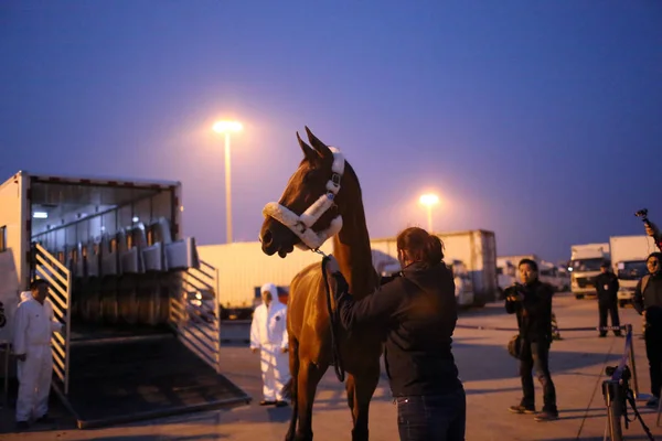 Ένα Άλογο Που Διαγωνιστούν Shanghai Grand Prix Του 2015 Longines — Φωτογραφία Αρχείου