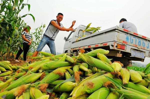 Κινέζοι Αγρότες Συλλέγουν Καλαμπόκι Στο Χωράφι Τους Στο Χωριό Ντόου — Φωτογραφία Αρχείου
