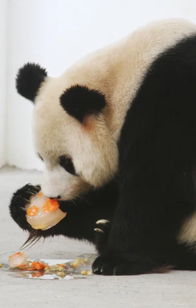 Giant Panda Xin Yue Eats Ice Cake Cool Panda Pavilion — Stock Photo, Image