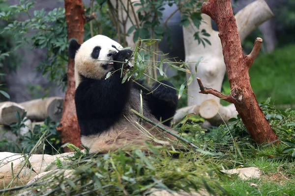 2015年5月31日 中国中央政府送给澳门的两只大熊猫中的一只在澳门的 Seac 排湾公园吃竹子 — 图库照片