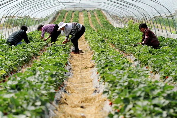 Kinesiska Bönder Plocka Jordgubbar Inuti Ett Växthus Gård Utkanten Huaian — Stockfoto
