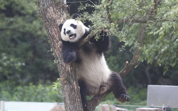 Ein Riesenpanda Aus Der Provinz Sichuan Klettert Auf Einen Baum — Stockfoto