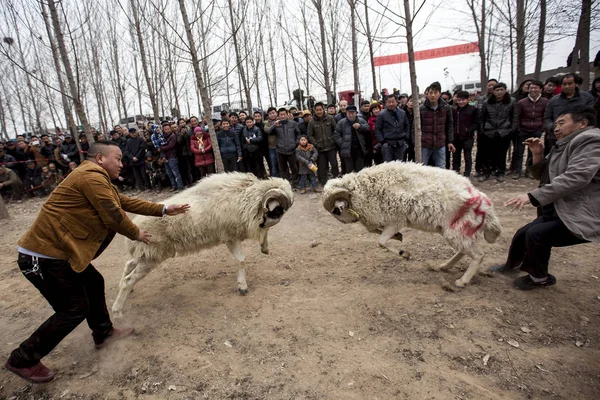 Ένα Πλήθος Από Τους Χωρικούς Παρακολουθήσετε Δύο Πρόβατα Σας Διακόπτω — Φωτογραφία Αρχείου