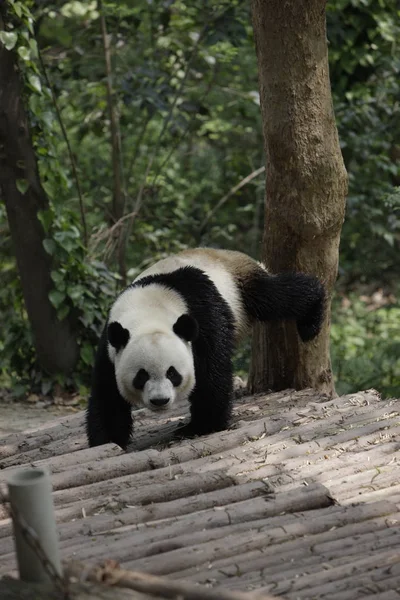 Kaikai Des Großen Pandas Auf Der Forschungsbasis Chengdu Vor Seiner — Stockfoto