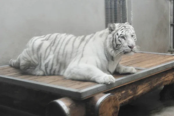 Tigre Blanco Madre Kui Kui Mira Zoológico Qingdao Ciudad Qingdao —  Fotos de Stock