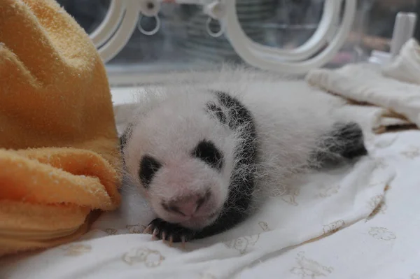 Egy Óriás Panda Kölyök Képen Egy Erszény Bifengxia Óriás Panda — Stock Fotó