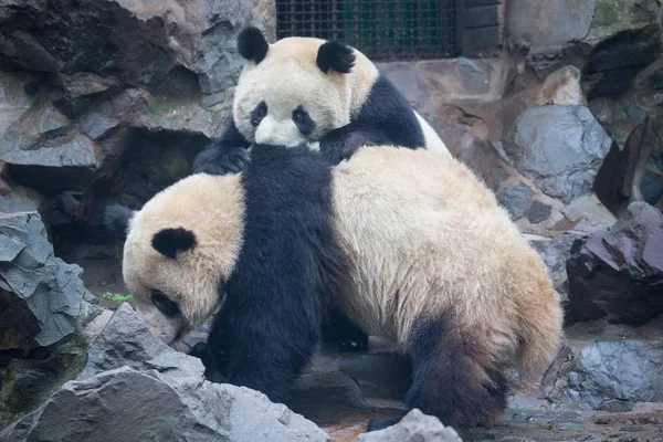 2015年3月16日 大熊猫双胞胎程达和程晓在中国东部浙江省杭州市杭州动物园玩耍 — 图库照片