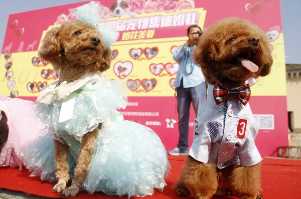 2015年10月18日 中国東部の江蘇省南京市で行われたグループ結婚式に ペットの犬が一組で参加 — ストック写真