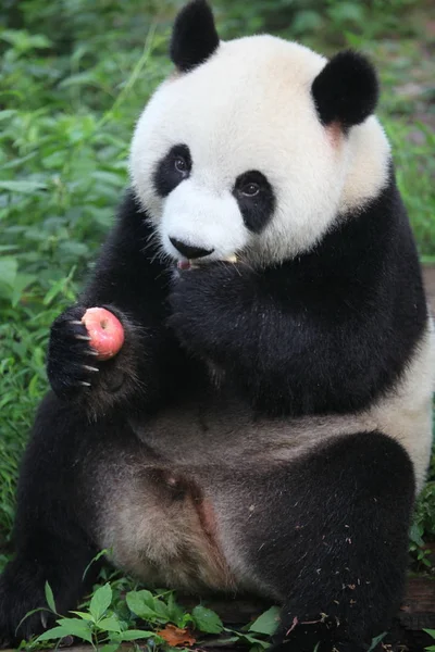 Гигантская Панда Синьсинь Ест Яблоко Исследовательской Базе Чэнду Гигантской Панды — стоковое фото