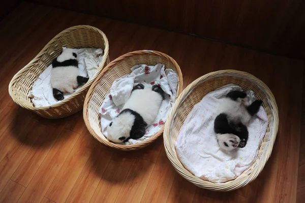 Cachorros Panda Gigantes Representan Cestas Centro Crianza Investigación Panda Gigante —  Fotos de Stock