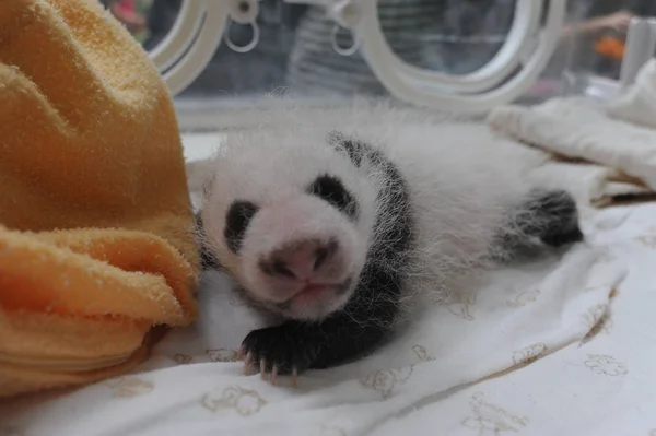 Bir Dev Panda Yavrusu Bir Kuluçka Bifengxia Dev Panda Yetiştirme — Stok fotoğraf