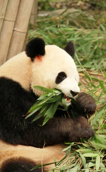 Panda Gigante Mangia Bambù Presso Base Ricerca Chengdu Dell Allevamento — Foto Stock