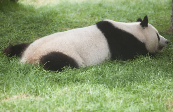 Panda Gigante Província Sichuan Desfruta Sol Parque Tigre Siberiano Jilin — Fotografia de Stock