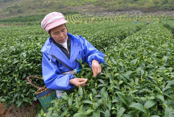 Een Chinese Boer Oogst Theeblaadjes Een Theeplantage Liucheng County Liuzhou — Stockfoto