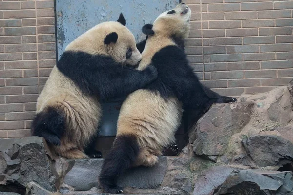 Gemelos Panda Gigantes Chengda Chengxiao Juegan Entre Zoológico Hangzhou Ciudad — Foto de Stock