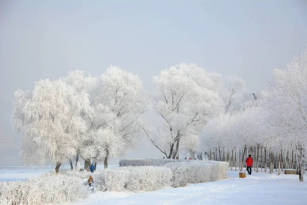 Visa Rimfrost Täckt Träd Längs Floden Songhua Jilin Staden Jilin — Stockfoto