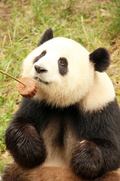 ジャイアント パンダ成都研究基地のパンダ繁殖成都市 中国南西部の四川省 2015 日に食べる月餅状飼料 — ストック写真