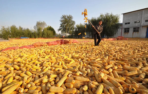 Chinese Farmer Dries Corn Yard Nanzhongbao Village Handan County Handan — Stock Photo, Image