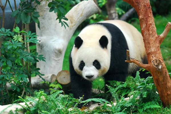 Dos Dois Pandas Gigantes Que Governo Central China Enviou Como — Fotografia de Stock