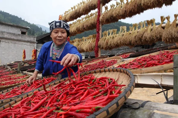 Eine Chinesin Trocknet Chilischoten Einem Hof Dorf Sirong Bezirk Rongshui — Stockfoto