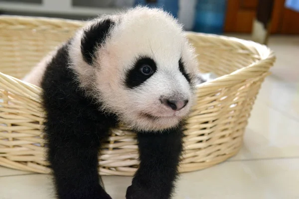 Cachorro Panda Gigante Nacido Este Año Representa Durante Evento Público — Foto de Stock