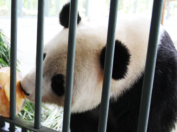 Panda Gigante Xin Yue Come Bolo Gelo Para Esfriar Pavilhão — Fotografia de Stock