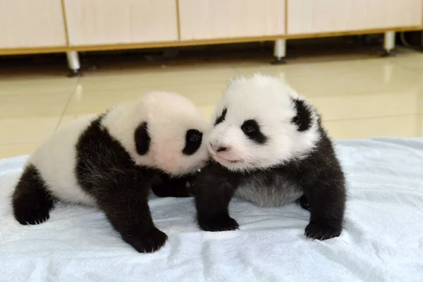 Los Cachorros Panda Gigantes Nacidos Este Año Son Fotografiados Durante — Foto de Stock