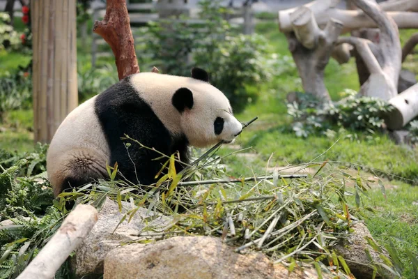 Dos Dois Pandas Gigantes Que Governo Central China Enviou Como — Fotografia de Stock