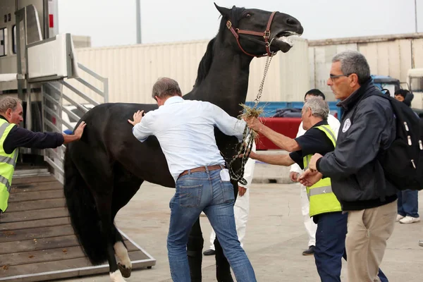 Ένα Άλογο Που Διαγωνιστούν Shanghai Grand Prix Του 2015 Longines — Φωτογραφία Αρχείου