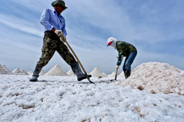 Kinesiska Arbetare Skörden Torkade Salt Yanchi Byn Gaotai Län Gansu — Stockfoto