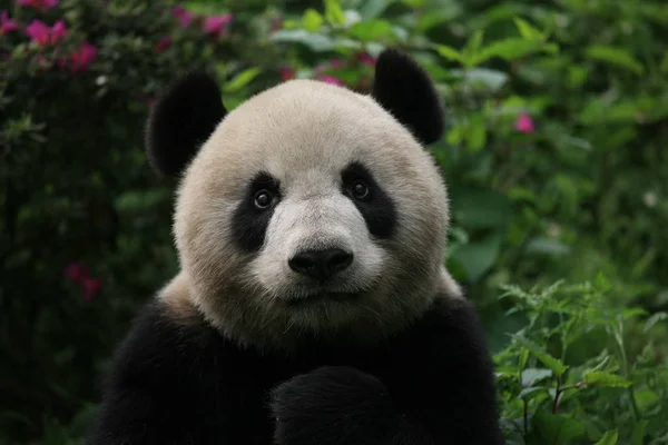 Óriás Panda Xinxin Képen Chengdu Kutatási Bázis Óriás Panda Tenyésztés — Stock Fotó